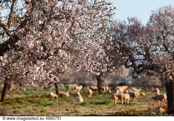 Spanien Balearen Mallorca Santanyi Blühende Mandelbäume (Prunus dulcis) mit Schafen