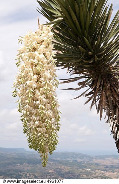 Spanien  Balearen  Menorca  Blick auf Palmblatt mit Blüte