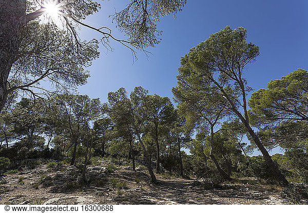 Spanien  Balearische Inseln  Menorca  Bäume in Cala Mitjana