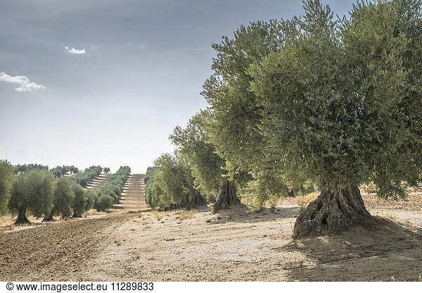 Spanien Ciudad Real Olivenbaumplantage