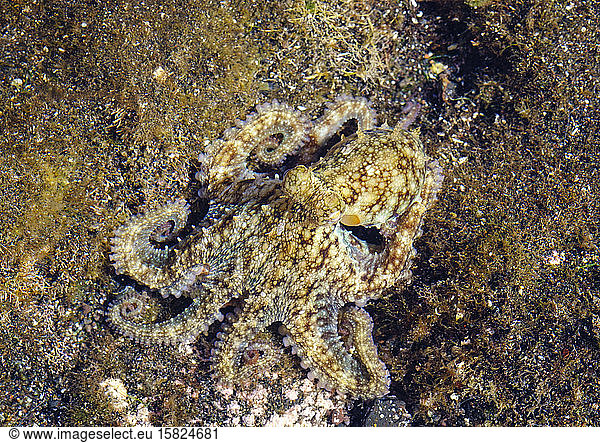 Spanien  Gemeiner Tintenfisch (Octopus vulgaris) im Flachwasser