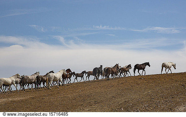 Spanien  Jerez de la Frontera  Herde andalusischer Pferde (Pura Raza Espanola) im Feld
