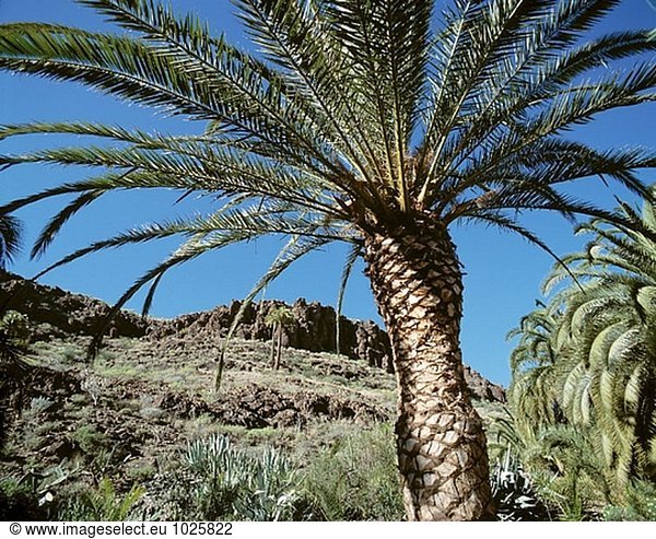 Spanien  Kanarische Inseln  Gran Canaria  Maspalomas  Palmitos Park  Palm  Landschaft