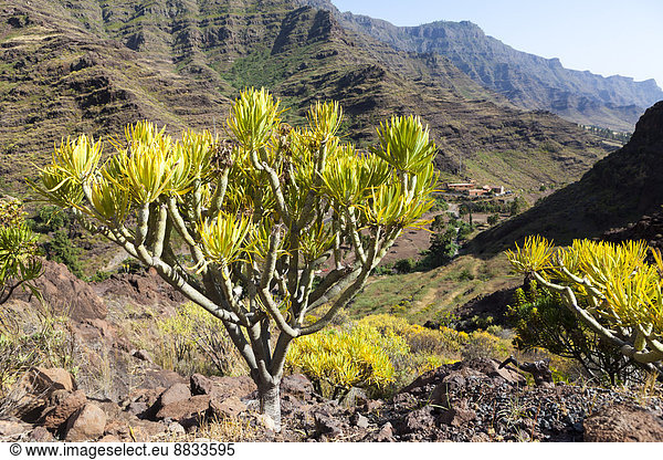 Spanien Kanarische Inseln Gran Canaria Roque Bentaiga Wolfsmilch Euphorbia