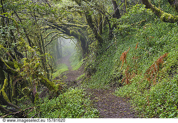 Spanien  Kanarische Inseln  La Gomera  Leerer Waldweg im Garajonay-Nationalpark