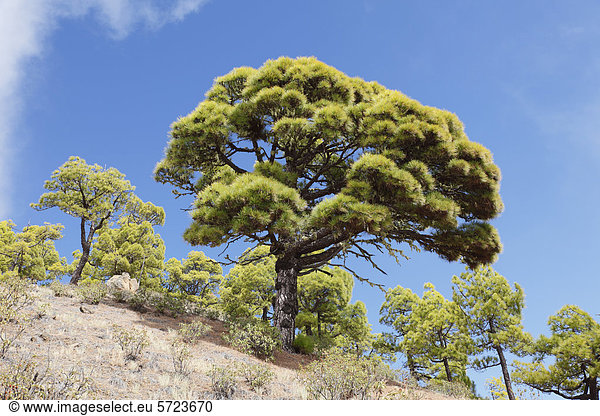 Spanien  Kanarische Inseln  La Palma  Blick auf den Nationalpark Caldera de Taburiente