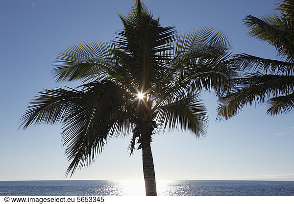 Spanien  Kanarische Inseln  La Palma Blick auf Palmen am Strand