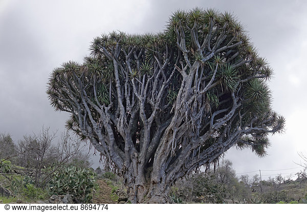 Spanien  Kanarische Inseln  La Palma  Drachenbaum