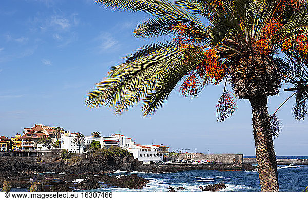 Spanien  Kanarische Inseln  Puerto de la Cruz  Palme an der Strandpromenade Punta del Viento im Sommer