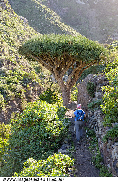 Spanien  Kanarische Inseln  Teneriffa  Frau auf dem Wanderweg  Kanarische Inseln Drachenbaum