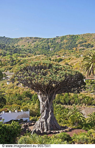 Spanien  Kanarische Inseln  Teneriffa  Icod de Los Vinos  Drachenbaum  Drago Mileniario  Dracaena draco
