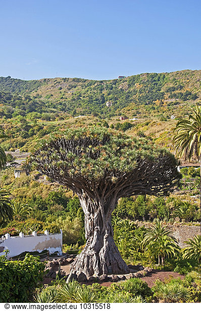 Spanien  Kanarische Inseln  Teneriffa  Icod de Los Vinos  Drachenbaum  Drago Mileniario  Dracaena draco