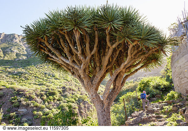 Spanien  Kanarische Inseln  Teneriffa  Kanarische Inseln Drachenbaum