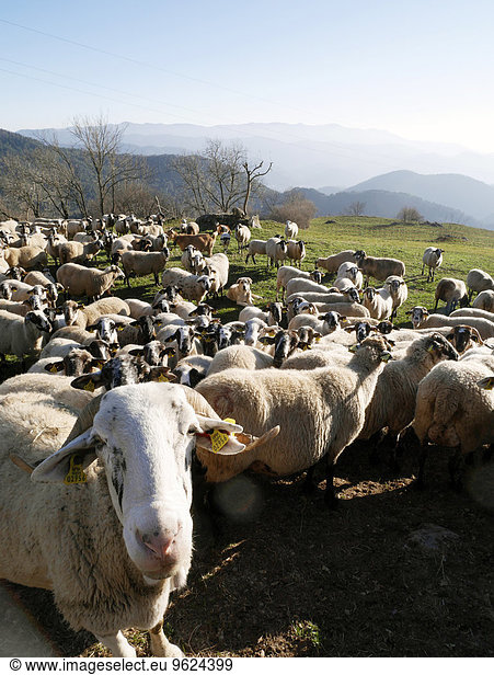 Spanien  Katalonien  Pyrenäen  Schafherde auf der Wiese