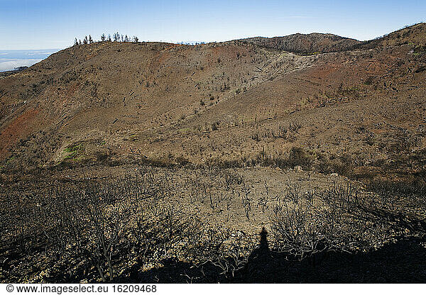 Spanien  La Gomera  Brandschäden im Nationalpark Garajonay