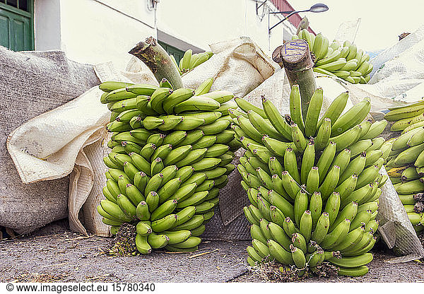 Spanien  La Gomera  Hermigua  Frisch geerntete grüne Bananen