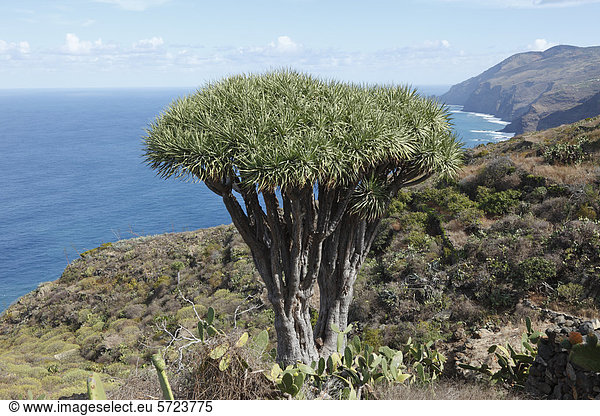 Spanien  La Palma  Ansicht der Kanarischen Inseln Drachenbaum