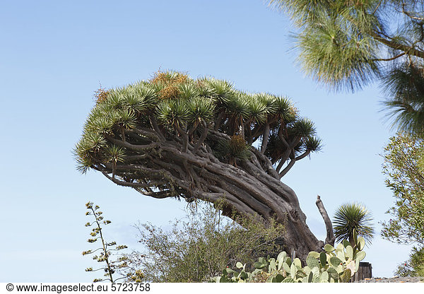 Spanien  La Palma  Blick auf den Drachenbaum