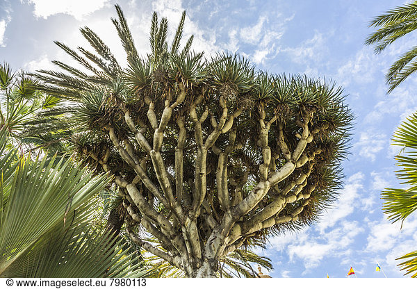 Spanien  Las Palmas  Blick auf den Drachenbaum  Nahaufnahme