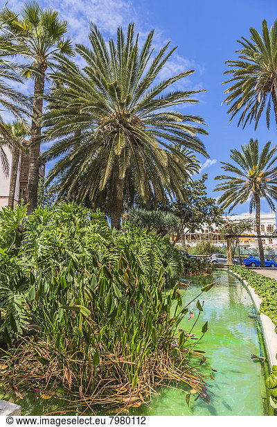 Spanien  Las Palmas  Blick auf Palmen