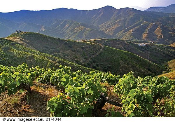 Spanien. Malaga. Wein-Felder in der Axarquia Bergen  zwischen Almachar und Moclinejo.