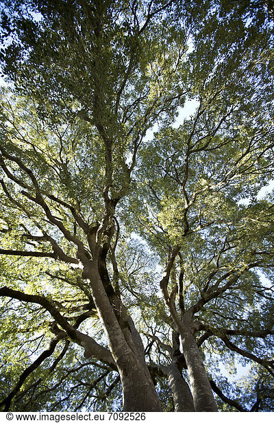 Spanien  Mallorca  Bäume im Garten des Klosters Lluc