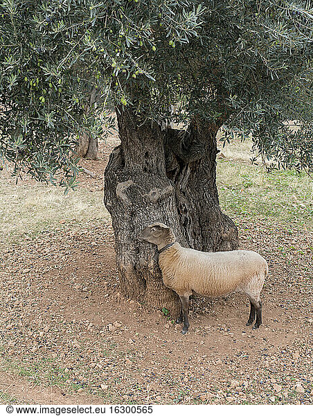 Spanien  Mallorca  Deia  alter Olivenbaum und Schafe im Vordergrund