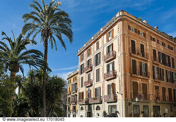 Spanien  Mallorca  Palma de Mallorca  Palmen vor einem städtischen Wohnhaus