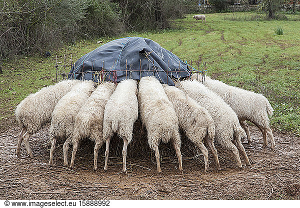 Spanien  Mallorca  Schafe essen