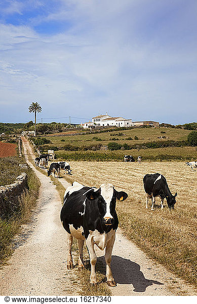 Spanien  Menorca  Kühe