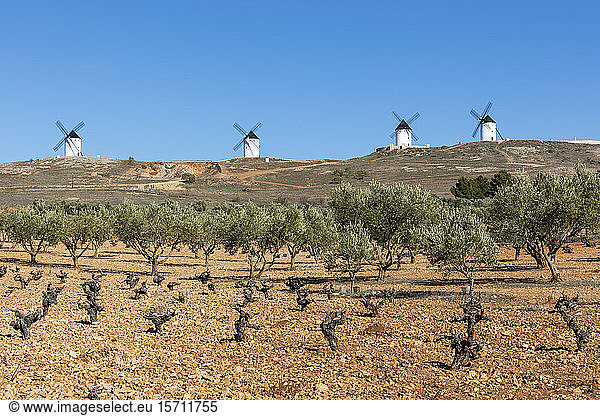 Spanien  Provinz Ciudad Real  Alcazar de San Juan  Olivenbäume wachsen auf dem Feld vor alten Windmühlen