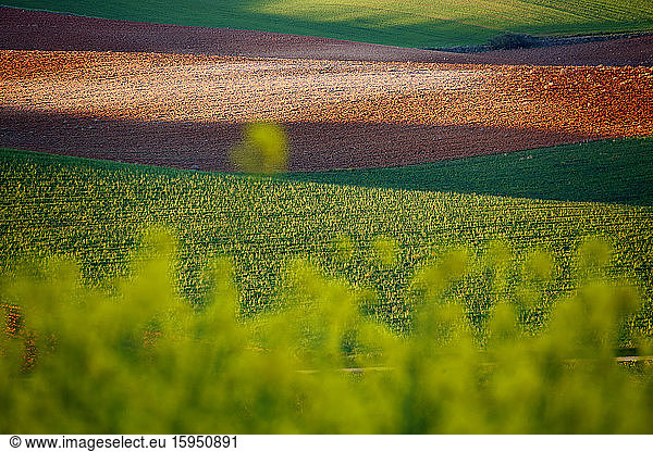 Spanien  Provinz Guadalajara  Kastilien-La Mancha  Grünes und braunes Landschaftsfeld im Frühling