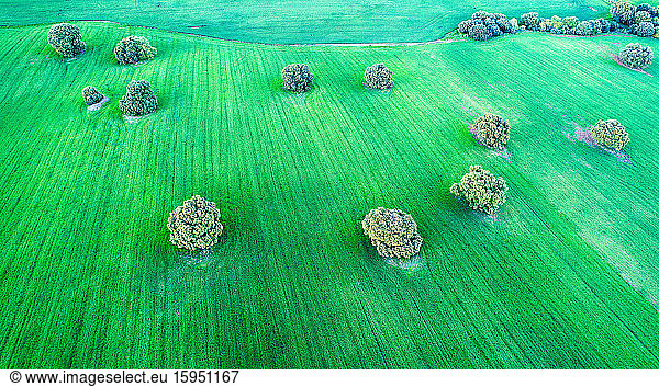 Spanien  Provinz Guadalajara  Yunquera de Henares  Drohnenansicht eines grünen Landschaftsfeldes