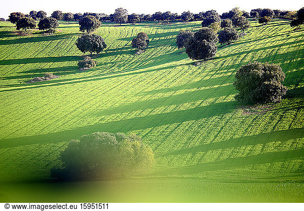Spanien  Provinz Guadalajara  Yunquera de Henares  Grünes Hügelfeld im Frühling