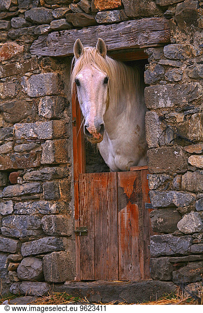 Spanien  Provinz Huesca  Pferd im Stall