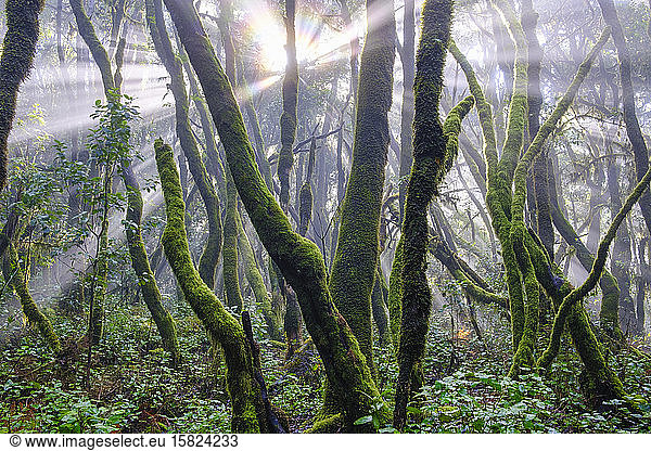 Spanien  Provinz Santa Cruz de Tenerife  Sonnenlicht durchdringt Zweige von Waldbäumen im Garajonay-Nationalpark