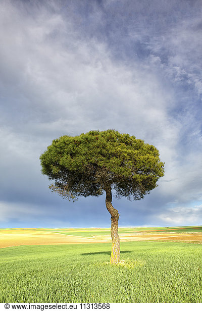 Spanien  Provinz Zamora  einzelne Kiefer im Naturschutzgebiet Lagunas de Villafafila