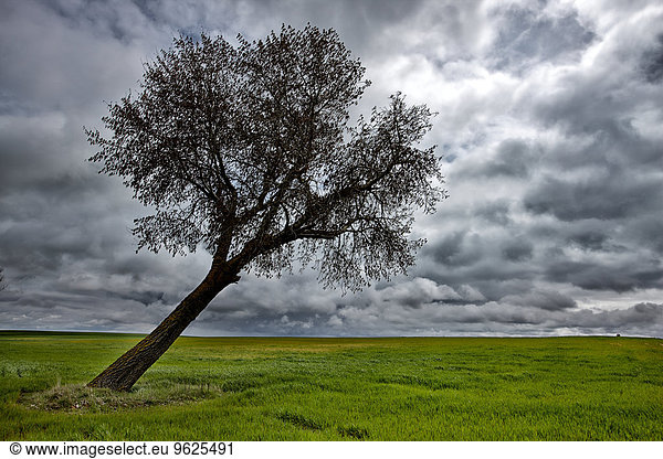 Spanien  Provinz Zamora  verzogener Baum unter bewölktem Himmel