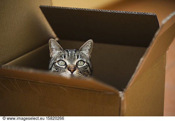 Spanien  Tabby-Katze  die aus einem Pappkarton lugt