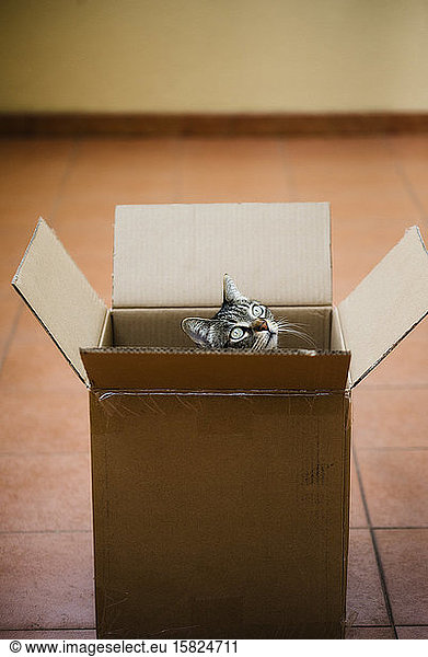 Spanien  Tabby-Katze  die aus einem Pappkarton lugt