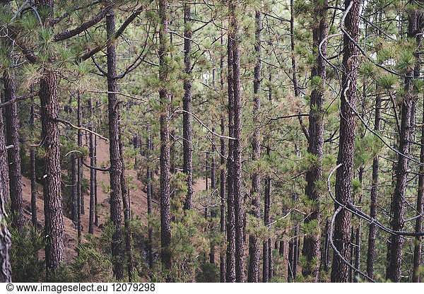 Spanien Teneriffa Corona Forestal Nature Park Baumstämme