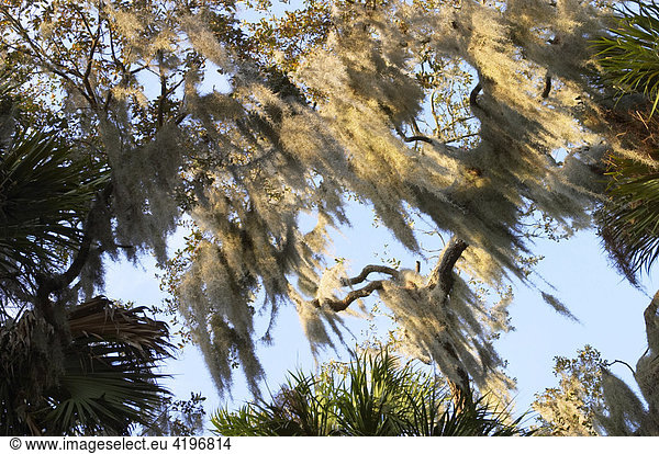 Spanisch Moos im Myakka River State Park Florida Tillandsia usneoides