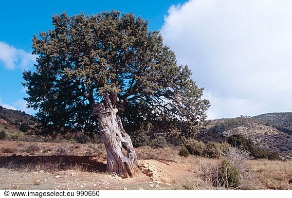Spanisch Wacholder (Juniperus Thurifera). Rincón de Ademuz. Comunidad Valenciana. Spanien