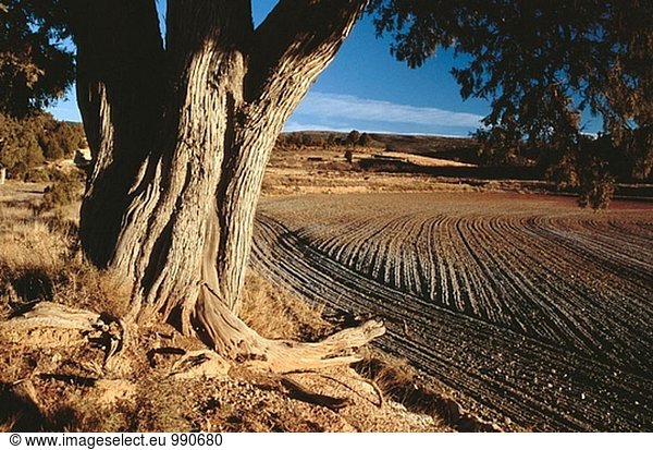 Spanisch Wacholder (Juniperus Thurifera) und Getreide Feld. Alpuente  Los Serranos. Valencia Provinz. Spanien.