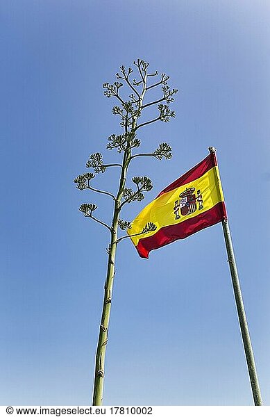 Spanische Nationalflagge mit Staatswappen  blühende Agave vor blauem Himmel  Andalusien  Spanien  Europa