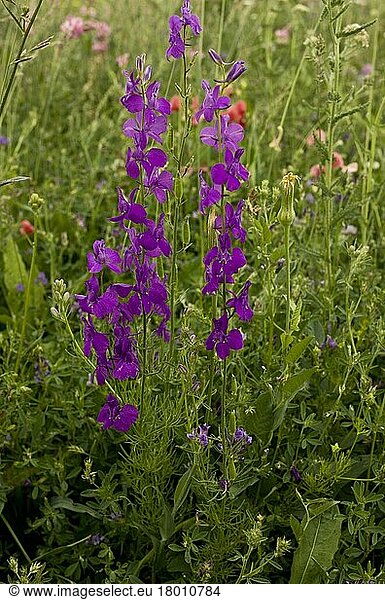 Spanischer Feldrittersporn  Morgenländischer Feldrittersporn (Consolida hispanica)  Hahnenfußgewächse  Purple Larkspur (Consolida orientalis) flowering  growing in cornfield  Anatolia  Turkey  July