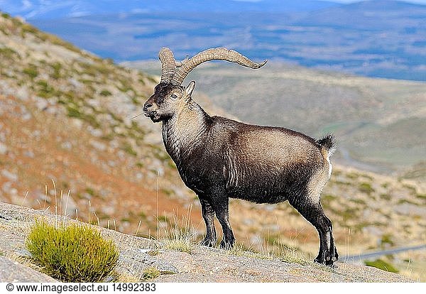 Spanish Ibex (Capra pyrenaica) Gredos mountains. A?vila province. Castilla y Le?n. Spain