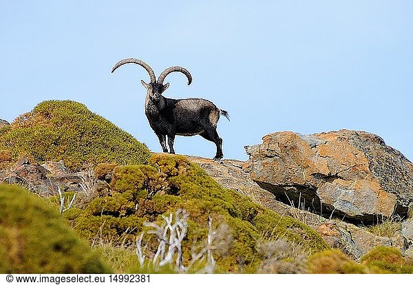 Spanish Ibex (Capra pyrenaica) Gredos mountains. Avila province. Castilla y Le?n. Spain