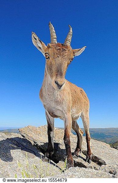 Spanish ibex (Capra pyrenaica victoriae). Female. Sierra de Gredos Natural Park. Avila province. Castilla y Le?n. Spain