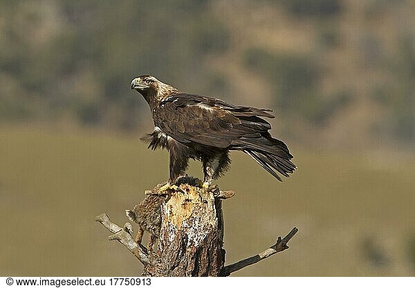 Spanish Imperial Eagle (Aquila adalberti) adult  with rabbit prey on snag  Castilla y Leon  Spain  Europe